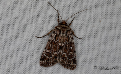 Ljungjordfly - True Lover's Knot (Lycophotia porphyrea)