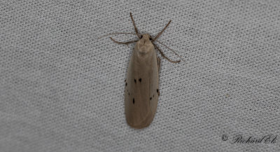 Punktlavspinnare - Dotted Footman (Pelosia muscerda)