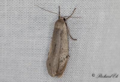 Punktlavspinnare - Dotted Footman (Pelosia muscerda)