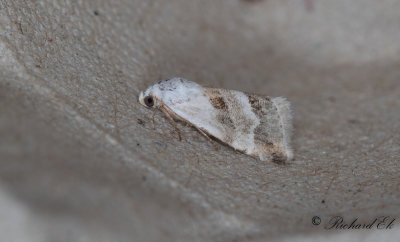 Mjlfly - Scarce Marbled (Eublemma minutata)