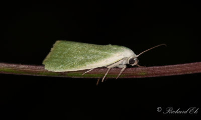 Grn pilspinnare - Cream-bordered Green Pea (Earias clorana)