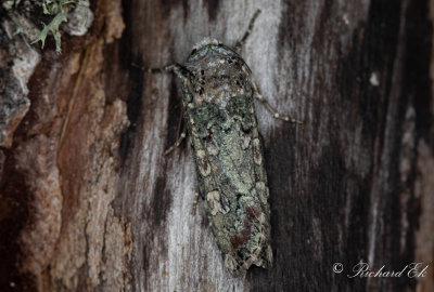 Grnt jordfly - Portland Moth (Actebia praecox)