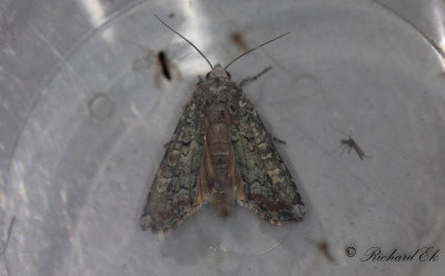 Grnt jordfly - Portland Moth (Actebia praecox)