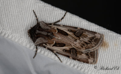 Sprjordfly - Archer's Dart (Agrotis vestigialis)