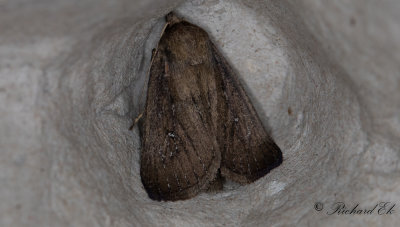 Vassrrfly - Brown-veined Wainscot (Archanara dissoluta)