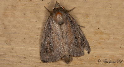 Vassrrfly - Brown-veined Wainscot (Archanara dissoluta)