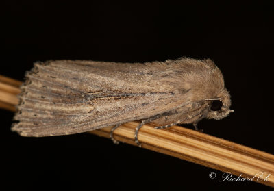 Kaveldunsfly - Bulrush Wainscot (Nonagria typhae)
