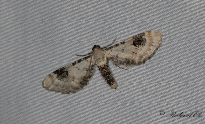 Klintmalmtare - Lime-Speck Pug (Eupithecia centaureata)