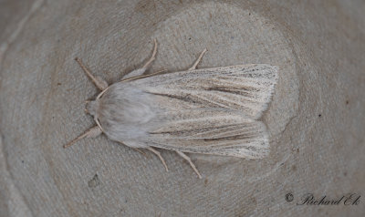 Lansettvinge - Reed Dagger (Simyra albovenosa)