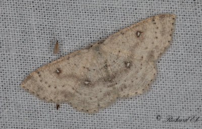 Bjrkgrdelmtare - Birch Mocha (Cyclophora albipunctata)