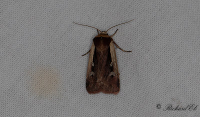 Mindre jordfly - Flame Shoulder (Ochropleura plecta)