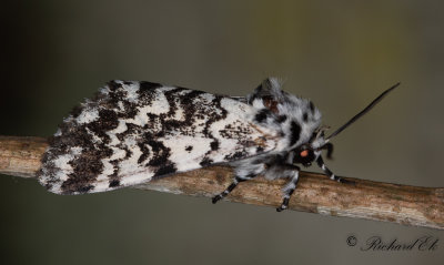 Munkfly (Panthea coenobita)