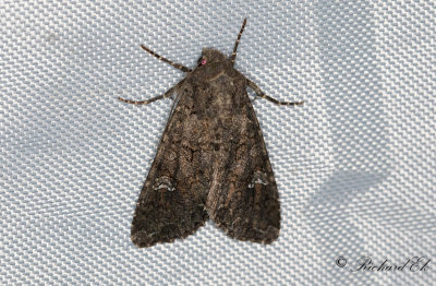 Kålfly - Cabbage Moth (Mamestra brassicae)