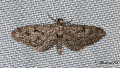 Streckad enmalmtare - Juniper Pug (Eupithecia pusillata)