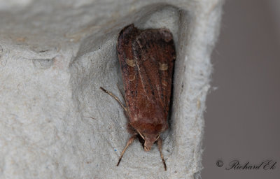 Gulflckigt jordfly - Square-spot Rustic (Xestia xanthographa)