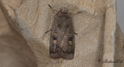 Gulflckigt jordfly - Square-spot Rustic (Xestia xanthographa)