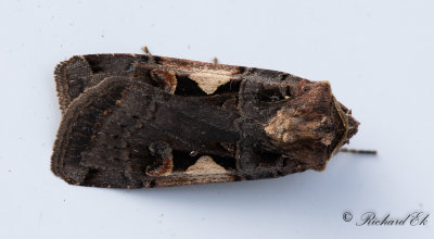 C-tecknat jordfly - Setaceous Hebrew character (Xestia c-nigrum)