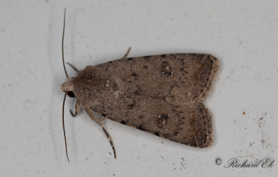 Vitpunktslvfly - Pale Mottled Willow (Caradrina clavipalpis)