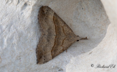 Brunstreckat nbbfly - The Snout (Hypena proboscidalis)