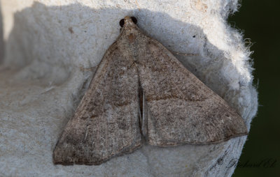 Brunstreckat nbbfly - The Snout (Hypena proboscidalis)