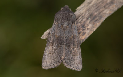 Kamsprötat puckelfly - Deep-brown Dart (Aporophyla luenebergensis)