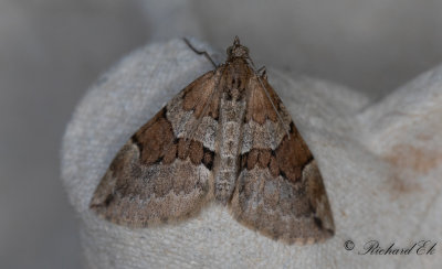 Violettgr fltmtare - Grey Pine Carpet (Thera obeliscata)