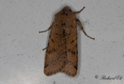 Streckbackfly - Beaded Chestnut (Agrochola lychnidis)