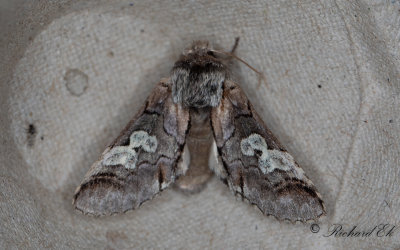 Blhuva - Figure of Eight (Diloba caeruleocephala)