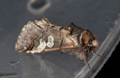 Blhuva - Figure of Eight (Diloba caeruleocephala)