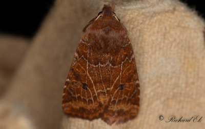 Lingonplattfly - The Chestnut (Conistra vaccinii)