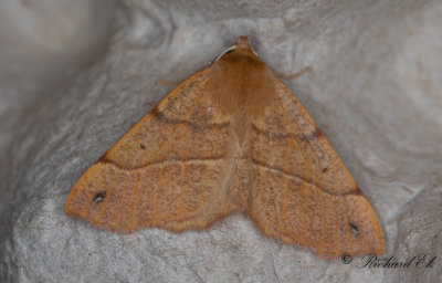 Spinnarmtare - Feathered Thorn (Colotois pennaria)
