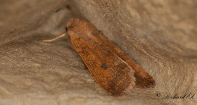 Tvrlinjerat backfly - The Brick (Agrochola circellaris)