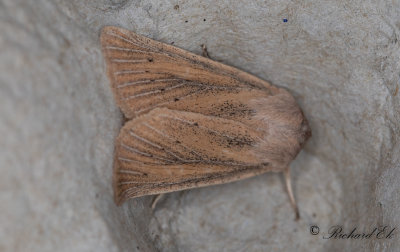 Dyfly - Large Wainscot (Rhizedra lutosa)