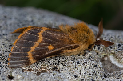 Mjlkrtsspinnare (Lemonia dumi)