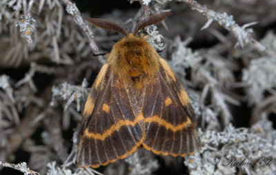 Mjlkrtsspinnare (Lemonia dumi)