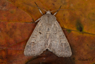 Grtt hstfly (Ammoconia caecimacula)