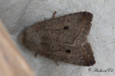 Rdstreckat backfly - Red-line Quaker (Agrochola lota)