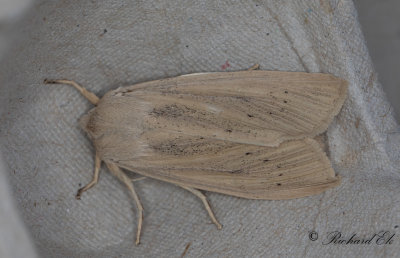 Dyfly - Large Wainscot (Rhizedra lutosa)