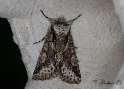 Hagtornsfly - Green-brindled Crescent (Allophyes oxyacanthae)