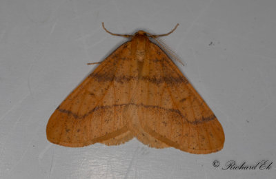 Guldgul frostmtare - Scarce Umber (Agriopis aurantiaria)