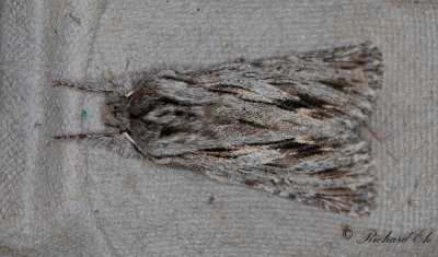 Hsttaggfly - The Sprawler (Asteroscopus sphinx)