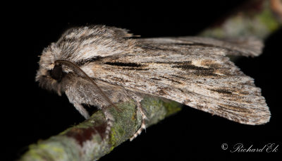 Hsttaggfly - The Sprawler (Asteroscopus sphinx)
