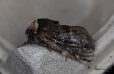 Poppelspinnare - December Moth (Poecilocampa populi)