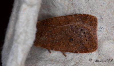 Lingonplattfly - The Chestnut (Conistra vaccinii)