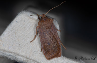 Lingonplattfly - The Chestnut (Conistra vaccinii)