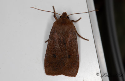 Lingonplattfly - The Chestnut (Conistra vaccinii)