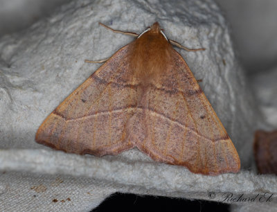 Spinnarmtare - Feathered Thorn (Colotois pennaria)