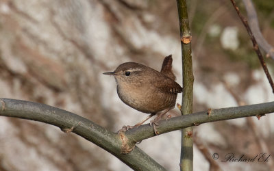 Gärdsmyg - Eurasian Wren (Troglodytes troglodytes)