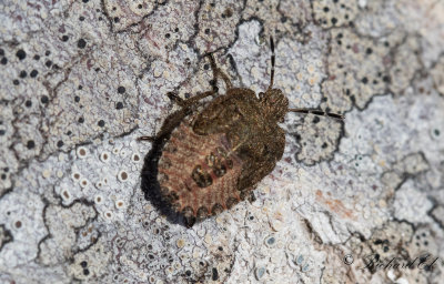 Hrig brfis - Sloe Bug (Dolycoris baccarum) 