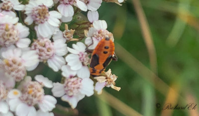 Riddarskinnbagge - Black-and-Red-bug (Lygaeus equestris)